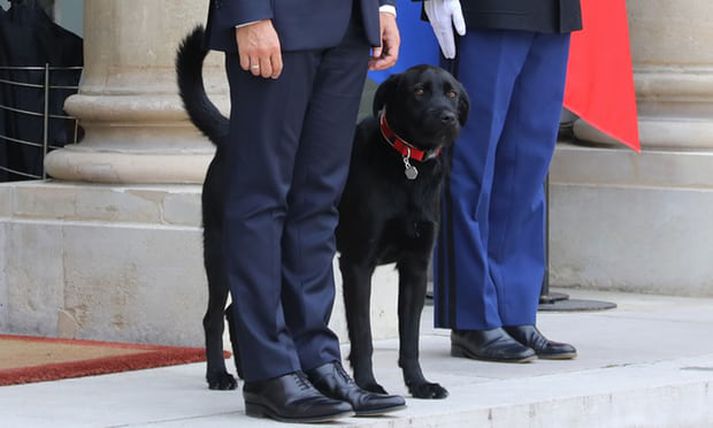 Nemo, hundtryggur aðstoðarmaður Emmanuel Macron.