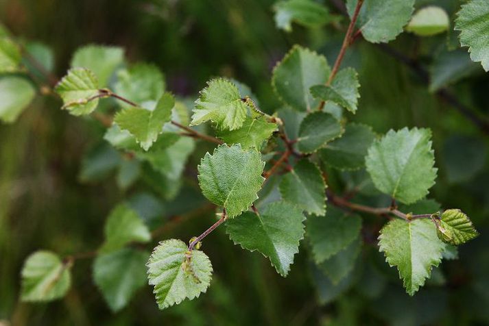Eftir því sem norðar er farið á landinu seinkar blómgun plantna. Sveiflur á magni frjókorna eru þær sömu, en eru tveimur vikum seinna á ferðinni á Akureyri en í Reykjavík.