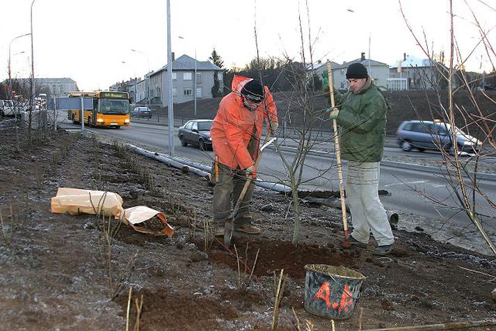 Plantað á jólaaðventunni. Nokkur þúsund plöntur fara niður við nýju Hringbrautina og hluta gömlu Miklubrautar þar sem myndin var tekin í gær.