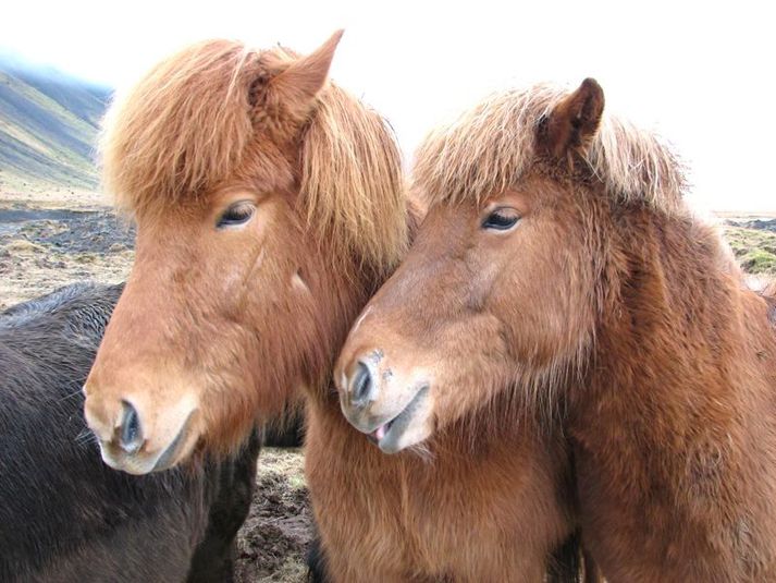 Íslenski hrossastofninn nær vonandi að verja sig fyrir þessum alvarlega sjúkdómi, sem geisar nú í Evrópu. Fjöldi hrossa hefur drepist þar og mörg eru mjög alvarlega veik.