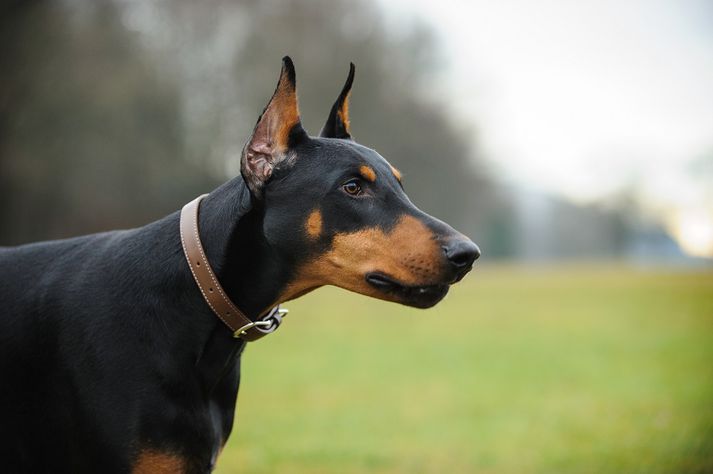 Dobermann-hundur.