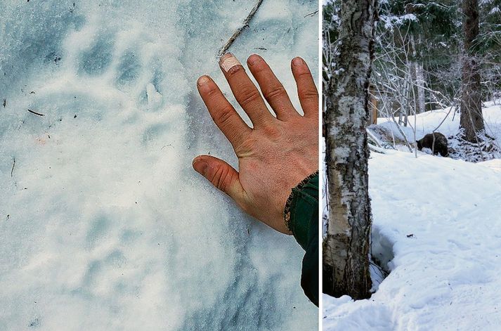 Þegar birti sáust bjarnarspor víða í kringum tjaldið og tveimur dögum seinna barst dýraeftirliti Alaska tilkynning um björn skammt frá staðnum þar sem Shannon taldi sig hafa verið bitna í rassinn.