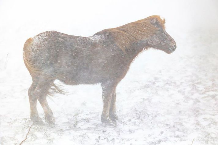 Bændur eruð beðnir um að huga að gripum sínum vegna hættu á flóði í leysingum á morgun.