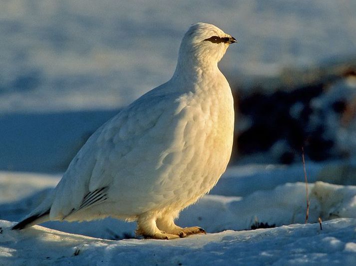 Rjúpa Rjúpnaveiðar verða ekki framlengdar í ár samkvæmt ákvörðun umhverfis- og auðlindaráðherra. Fréttablaðið/GVA