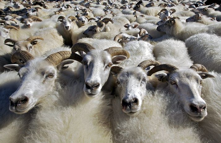 Matvælastofnun rannsakar áfram dularfullan sauðfjárdauða víða um land.