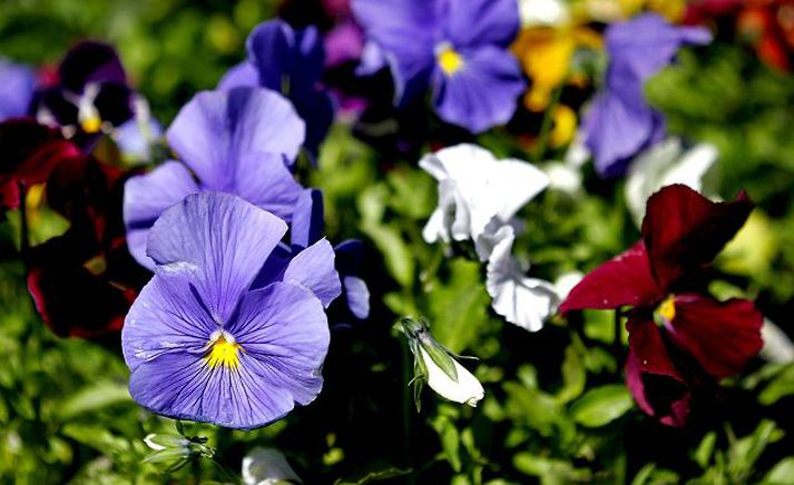 Bæta við sig blómum. WCC Floris er við það að eignast Blooms.