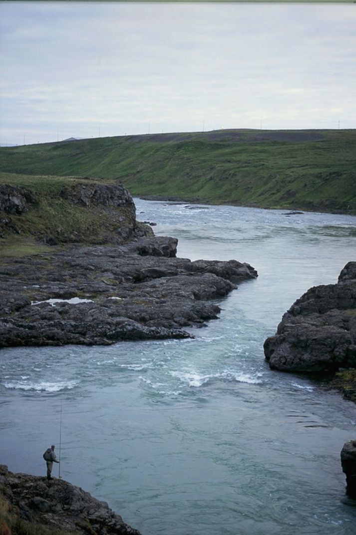 Mokveiði hefur verið í Blöndu í sumar