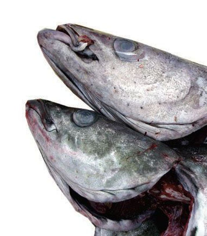 Nýveiddur fiskur Ufsi var á meðal fimm fisktegunda sem seldust yfir 20 tonnum á fiskmörkuðum í síðustu viku.
