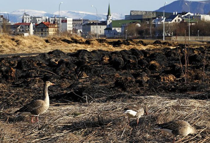 Fuglar eiga það til að sækja í brennd svæði því auðveldara er fyrir þá að ná sér í grastuggu þegar sinan er brunnin burt. fréttablaðið/pjetur