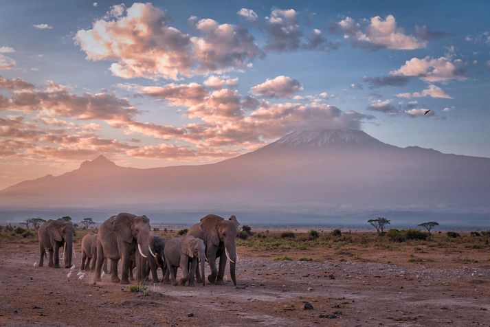 Fílar á gangi við Kilimanjaro.