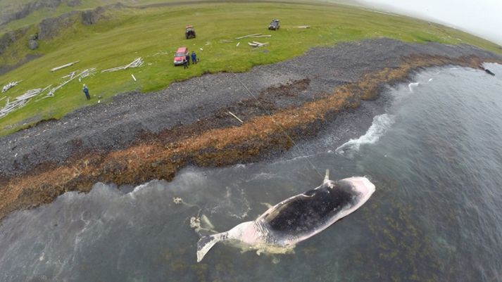 Búrhvalurinn fannst rekinn í fjörunni í Skarðsvík í Trékyllisvík á Ströndum fyrr í vikunni. hann verður líklega dreginn á haf út og sökkt vegna mengunar af hræinu.