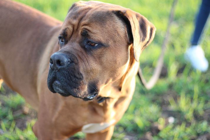 Hundur af tegundinni Cane Corso.