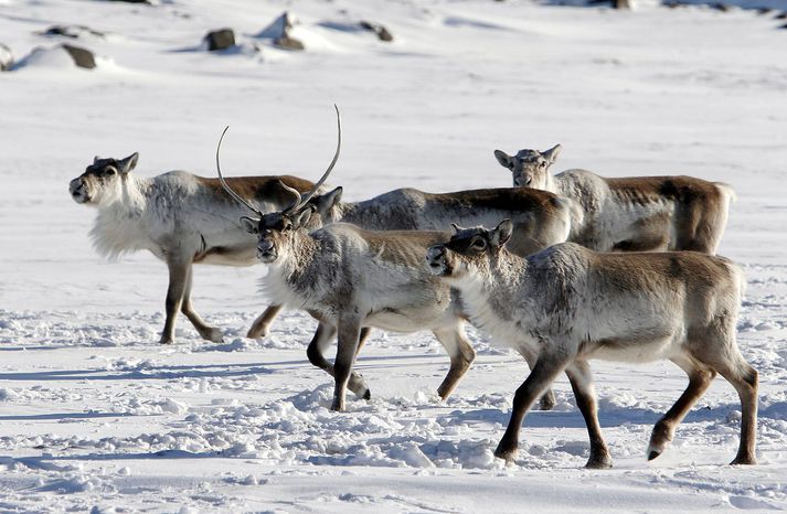 Kálfar og veturgamlir tarfar eru alfriðaðir.