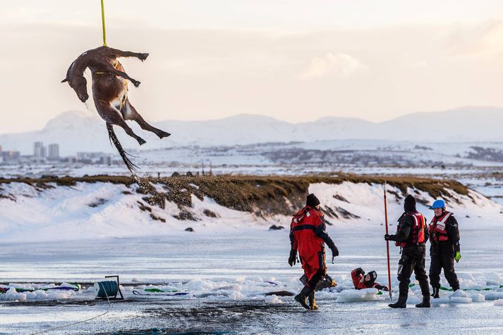 Einn hestanna hífður upp úr vök.