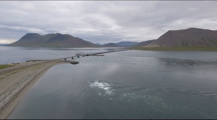 Brúin virðist hindra hvalina í að synda aftur út úr Kolgrafafirði.