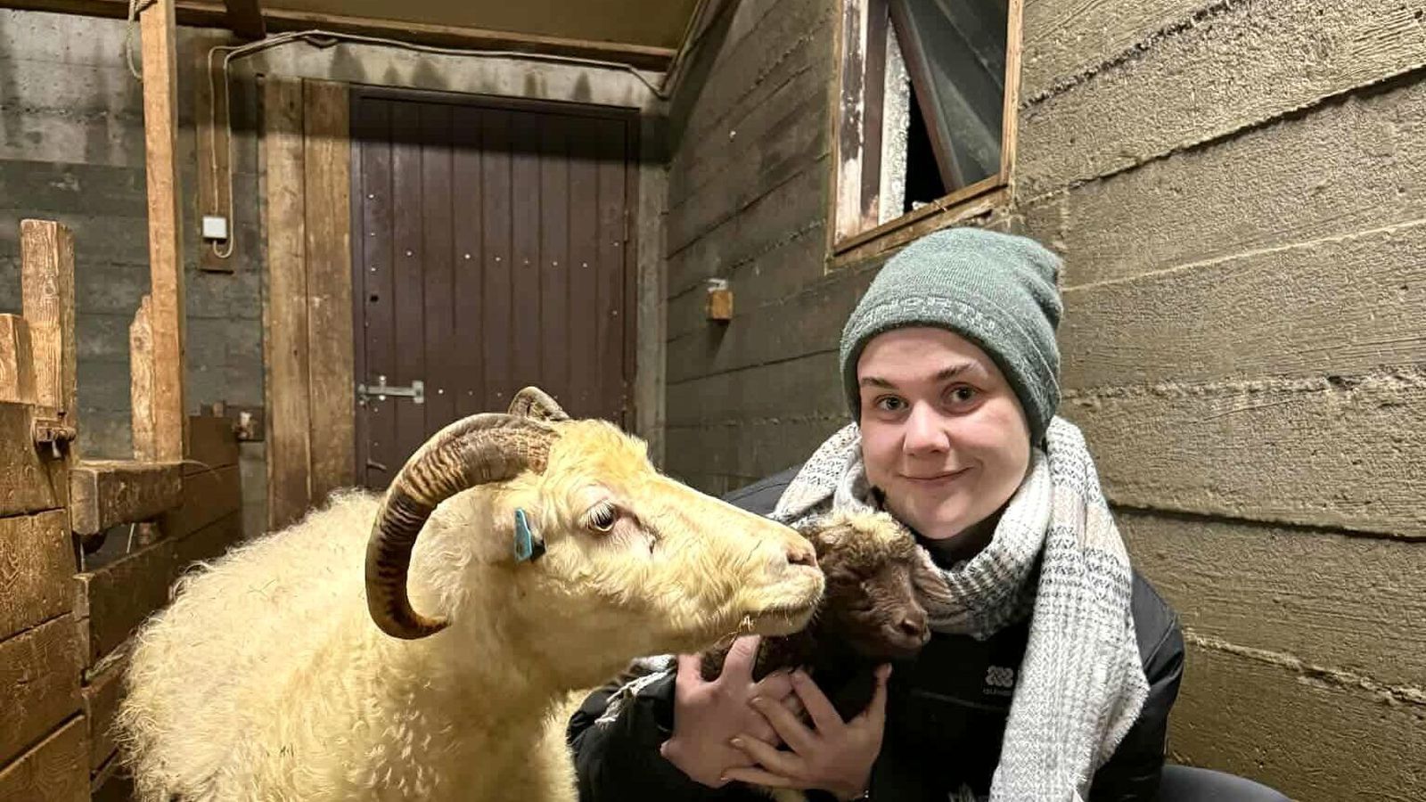 Já sæll, sauð­burður er hafinn í Helgafellssveit