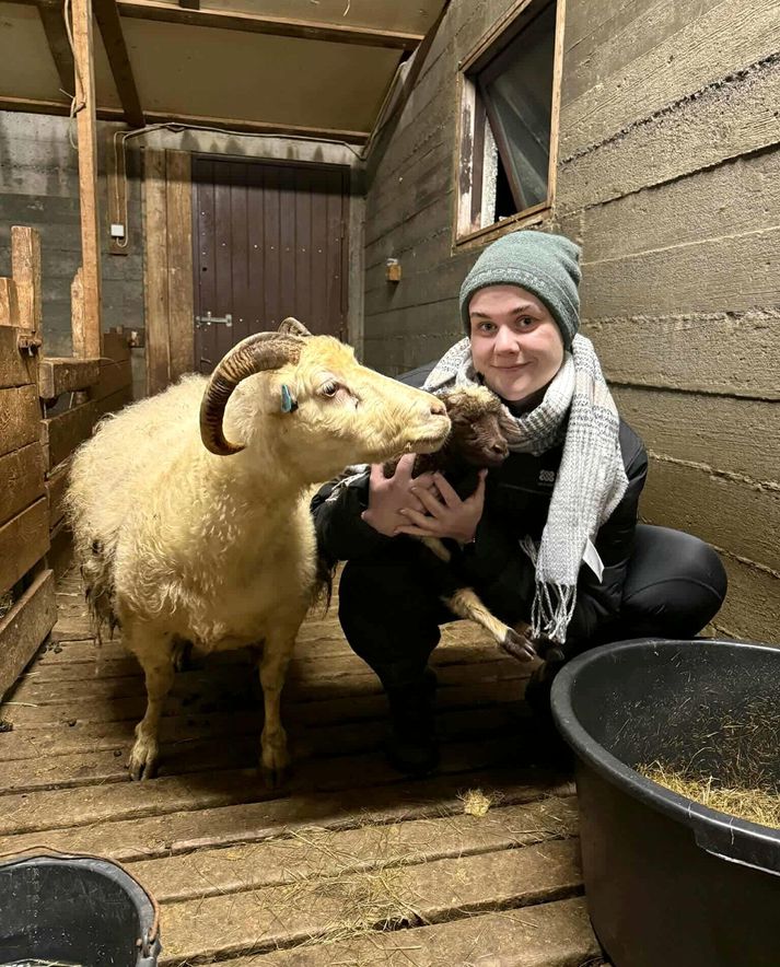 Heiða Ösp Sturludóttir, kærasta Guðmundar Karls með hrútinn Tígul og ærin Svanhildur fylgist vel með en hún bar honum í morgun.