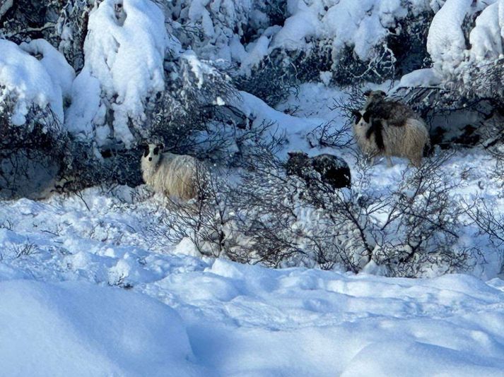 Steinunn segist ekki vera viss um af hvaða bæ kindurnar séu þó hún hafi grun um það.