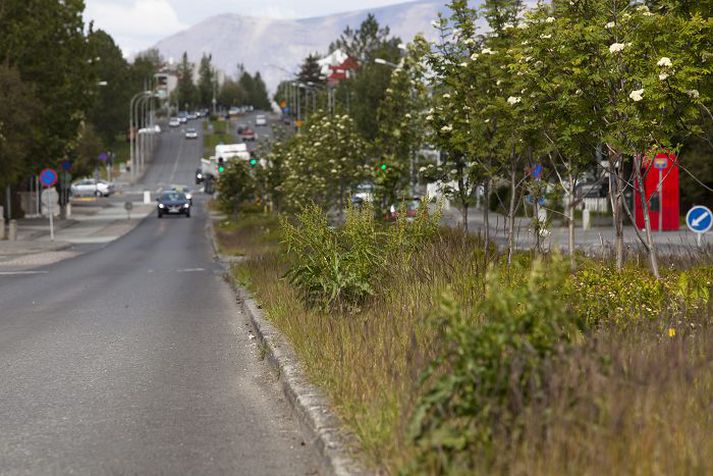 Umferðareyja í Lönguhlíð Óræktin virðist víða vera að ná undirtökunum á opnum svæðum í borgarlandinu.Fréttablaðið/Ernir