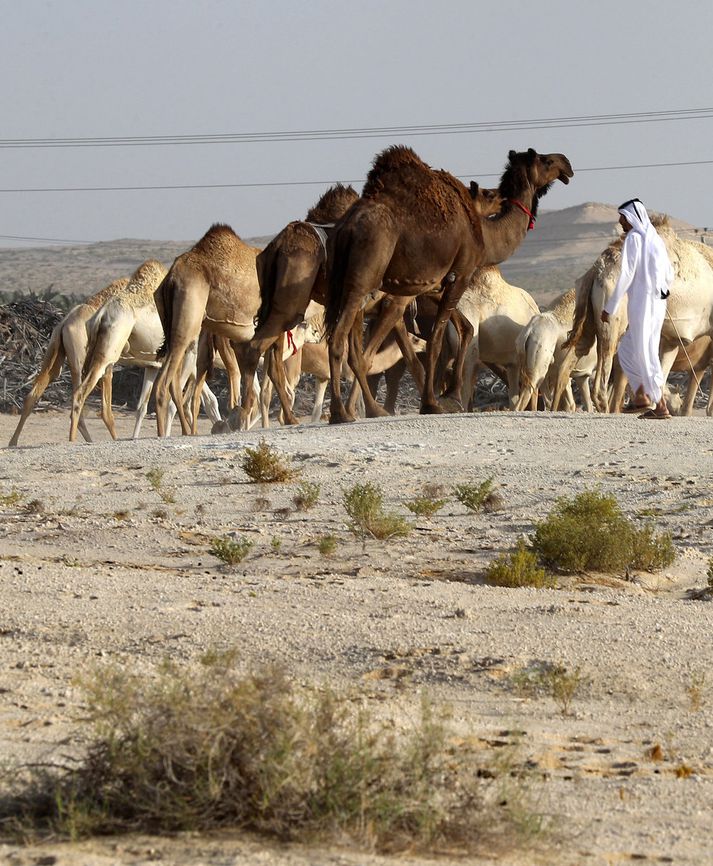 Þessir úlfaldar eru á meðal fórnarlamba deilunnar. Þeir þurftu að ganga langa leið til baka eftir að hafa verið meinuð innganga í Sádi-Arabíu. Nordicphotos/AFP