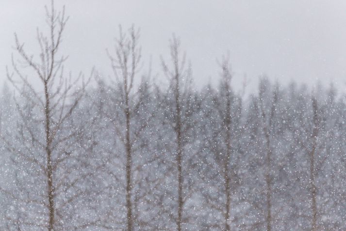 í dag eru vorjafndægur, dagurinn orðinn jafn langur og nóttin og því vonandi stutt í vorið.