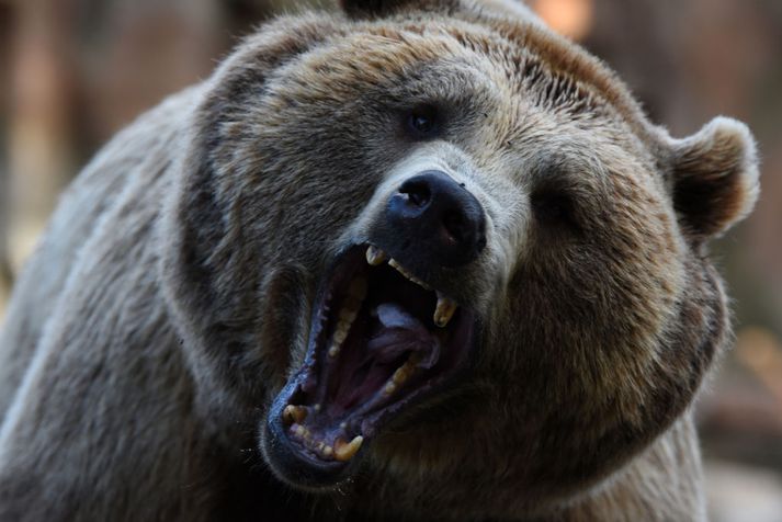 Dýrið var tveggja ára skógarbjörn sem nú hefur verið aflífað. Myndin tengist fréttinni ekki beint.