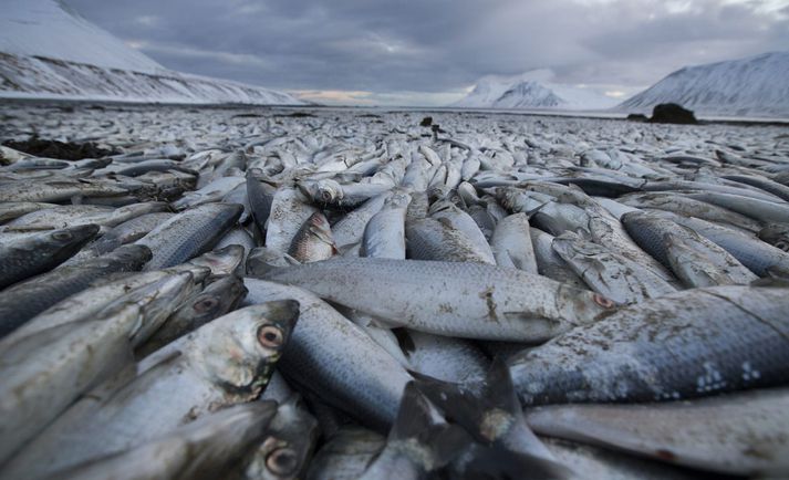 Margir óttast að sprengingar í Kolgrafarfirði geri illt verra.