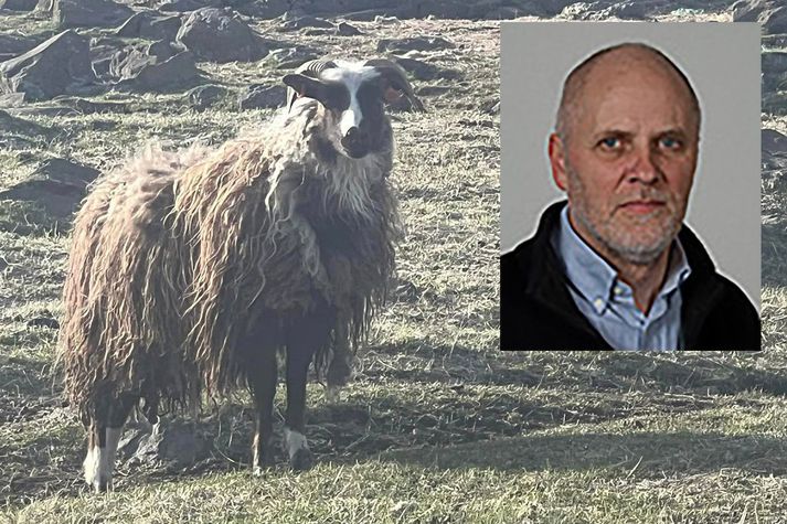 Þorvaldur H. Þórðarson settur yfirdýralæknir hjá MAST segir að stofnunin fylgist með bæ í Borgarfirði og að bændur þar fari að kröfum stofnunarinnar um velferð dýra. Þeim hafi verið gert að fækka fé en ekki fyrr en í haust. 