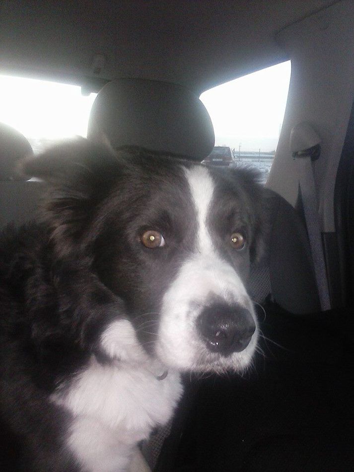 Hundurinn er af tegundinni Border Collie.