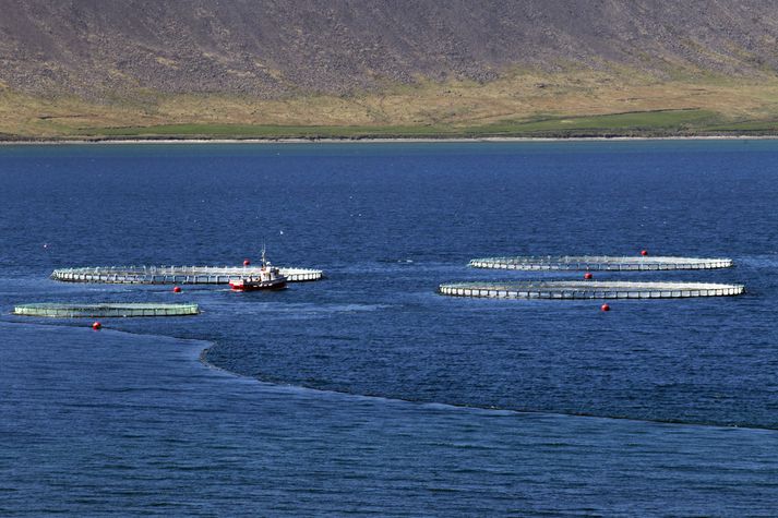 Laxalúsin getur verið hvimleiður fylgifiskur laxeldisins og valdið eldisfyrirtækjum búsifjum. 