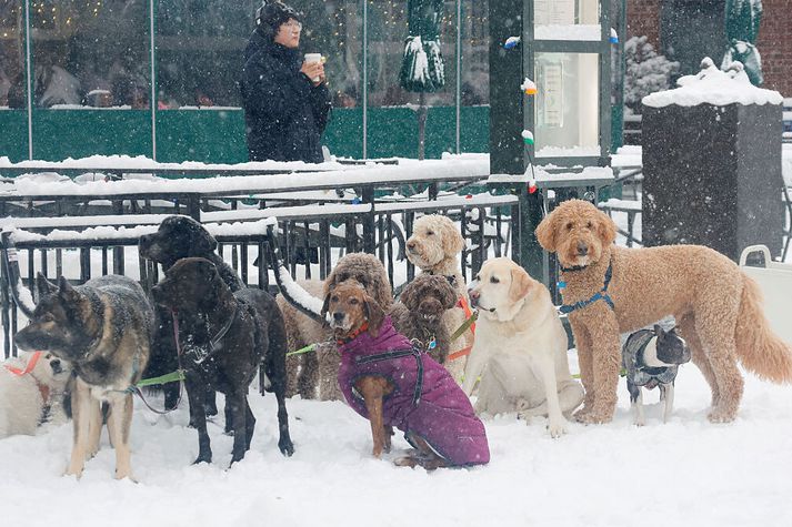 Þessir hafa sjálfsagt skemmt sér vel í snjónum.