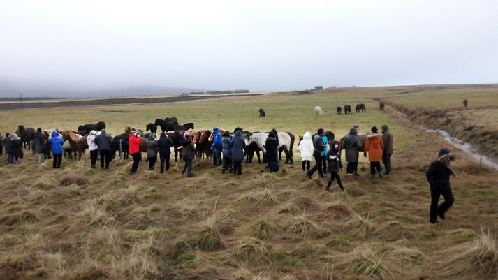 Svona var oft umhorfs áður em Margeir og fjölskylda útbjuggu aðstöðu fyrir ferðamenn til að klappa hestunum.