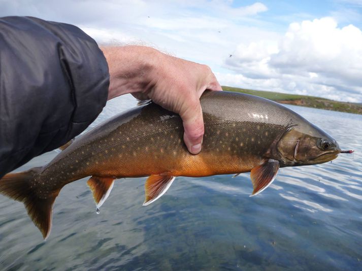 Flott bleikja úr Úlfljótsvatni