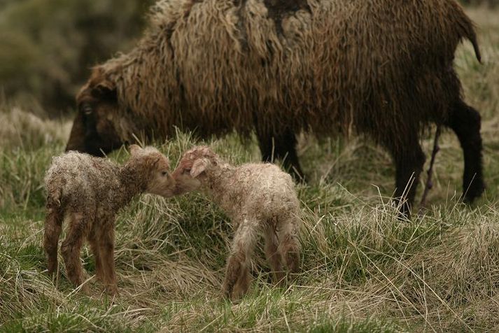 Víða um land hafa ær drepist. Einnig virðast ær mjólka illa með þeim afleiðingum að lömb dafna illa eða drepast.