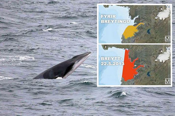 Rannveig segir að hrefnan hafi verið róleg að undanförnu eins og þessi mynd, sem var tekin fyrir skömmu, ber með sér.