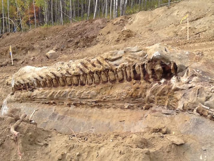 Beinagrindin sem fannst í Alberta, Kanada.