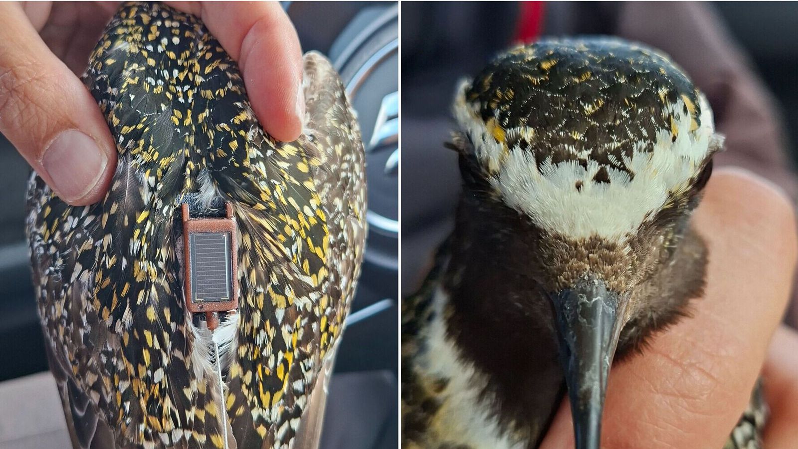 Fyrstu ís­lensku GPS heiðlóurnar komnar heim