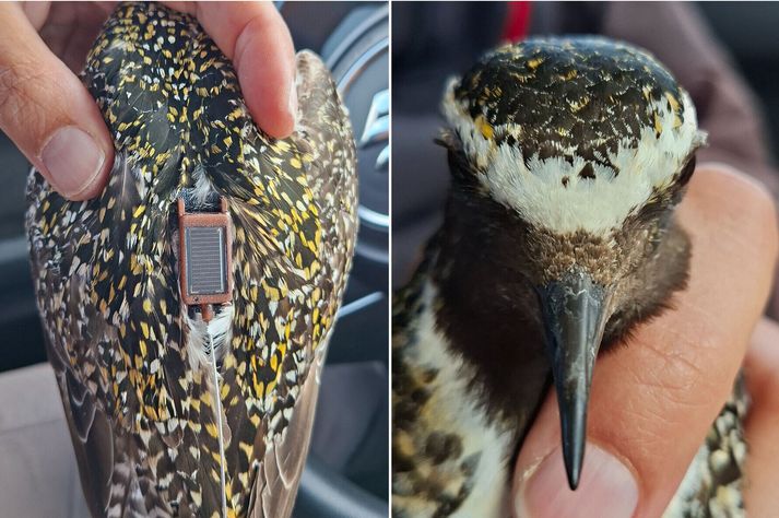 Senditækin eru einungis sex grömm að þyngd en lóan bætir vel á sig í undirbúningi fyrir farflug og getur líkamsþyngdin tekið stökk dagana fyrir flugið. Þau eru því vel innan marka og finnur lóan lítið fyrir þeim.