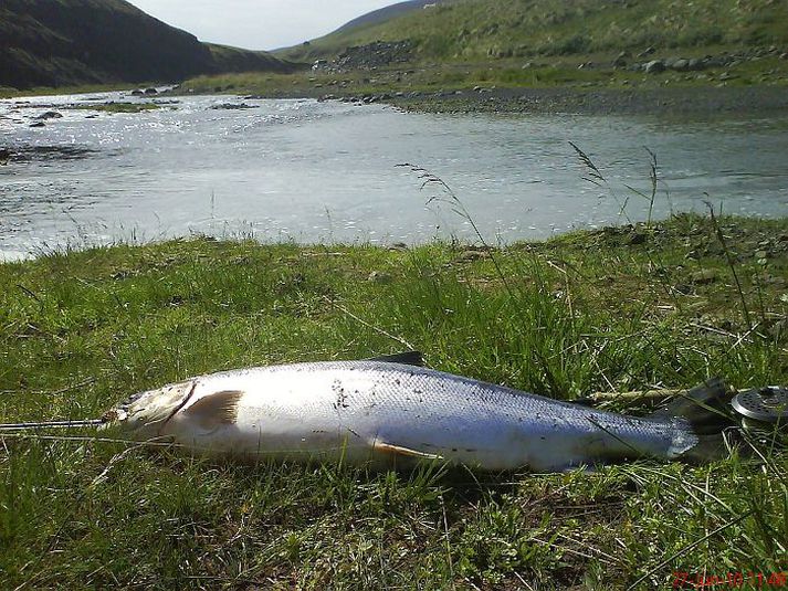 Fallegur og gjöfull veiðistaður á svæði IV í Blöndu. Þessi þrettán punda hrygna veiddist þar í júní fyrir tveimur árum. 
Fréttablaðið/Garðar