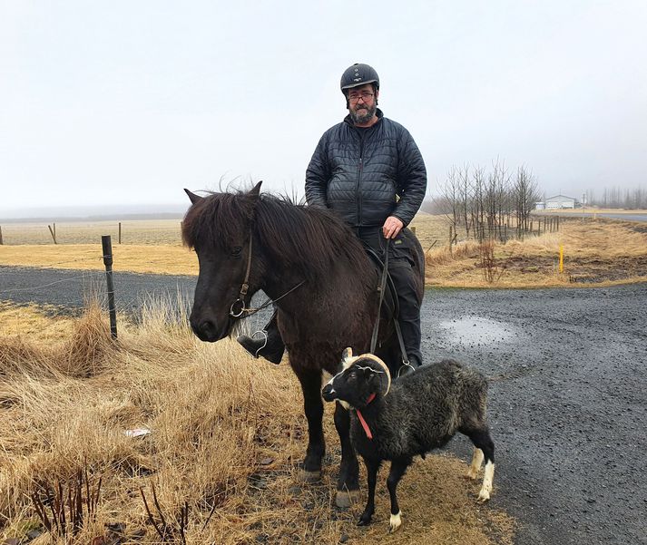 Jón Þormar á Kafteini og forystusauðurinn í taumnum tilbúin að hlaupa af stað þegar skipun þess efnis kemur