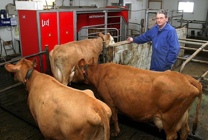 Kýr í fjósi Rúmlega helmingur allra kúa eru í 35 prósentum fjósa landsins, að því er fram kemur á vef Landssambands kúabænda. Fréttablaðið/GVA