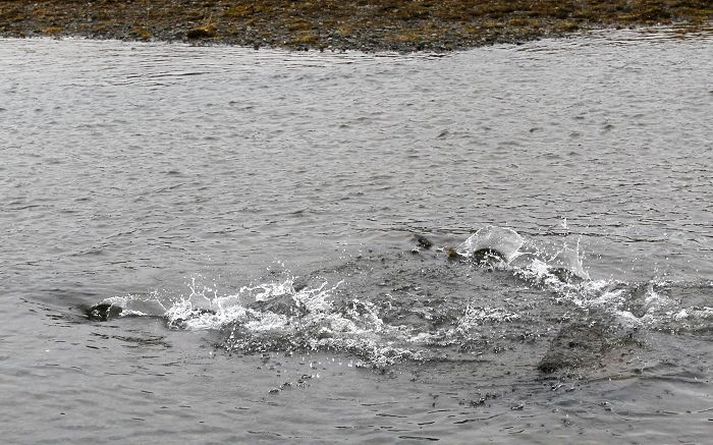 Vaðandi urriði Á leið sinni á hrygningarstaði í Öxará svamlar hinn stóri Þingvallaurriði mikið.