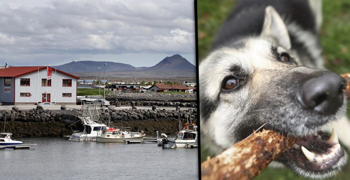 Sauma þurfti nokkur spor í andlit stúlkunnar, sem býr í Vogum. Hundurinn á myndinni tengist eðli máls samkvæmt fréttinni ekki.