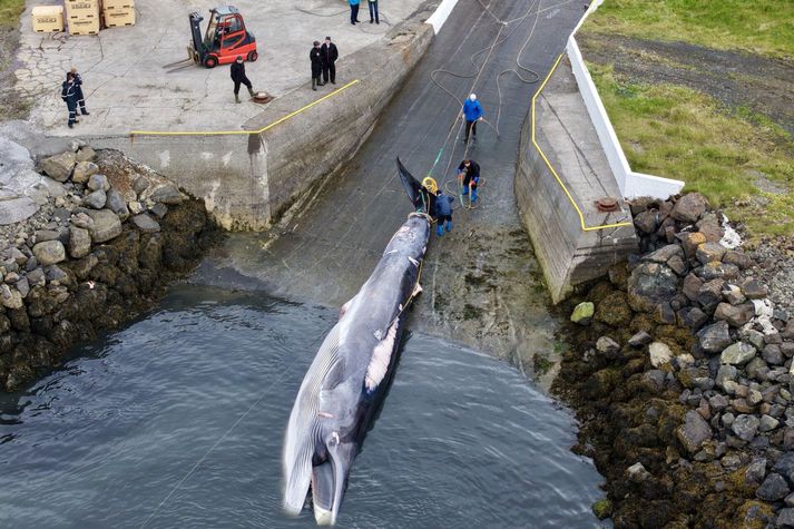 Er þetta tíundi hvalurinn sem er dreginn á land í Hvalfirði á þessari vertíð.