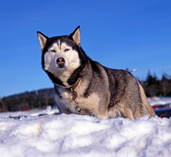 Rökkva er af tegundinni Alaskan Malamute. Það skal tekið fram að hundurinn á myndinni er ekki Rökkva heldur er þetta þýskur hundur af sömu tegund.