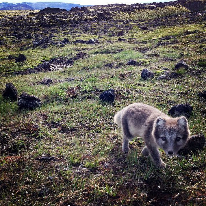 Yrðlingurinn Funi vekur mikla athygli viðskiptavina Þríhnúka.