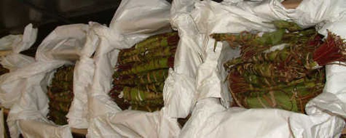 Khat.