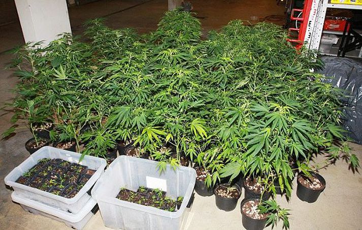 Kannabisræktun
Maðurinn var með yfir hundrað plöntur í húsnæði sínu.