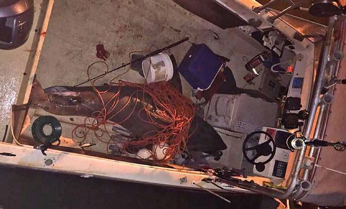 Hákarlinn var 2,7 metrar að lengd og um 200 kíló.