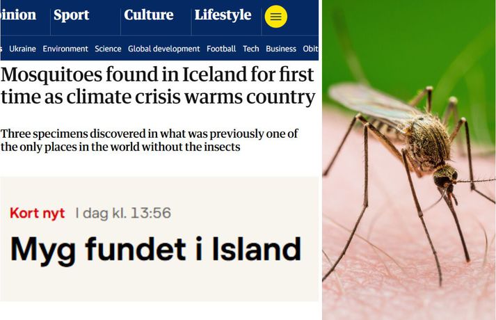 Fréttamynd